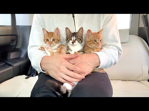 一時保護して入院してた甘えんぼ子猫たちを迎えに行きました。