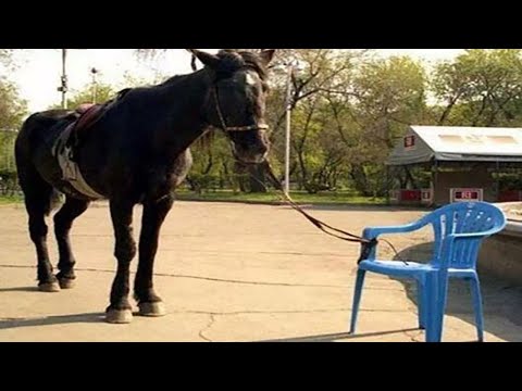 These Funny Horses are a must watch! 👶🐎 🤣 Funniest Horse Video 2025 😂