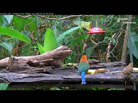 Rufous Motmot's Manicured Tail Feathers On Display – Jan. 22, 2019