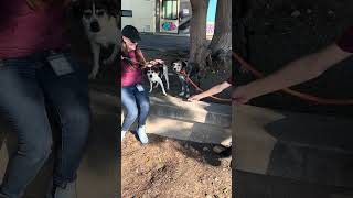 Video preview image #1 Mutt Puppy For Sale in Pasadena, CA, USA