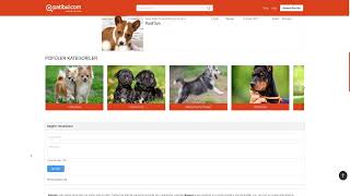 PATİBUL BASENJİ SAHİPLENME HİKAYEM
