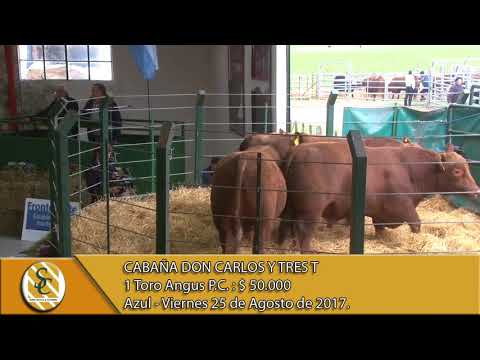 25-08-17 Venta de Toros Angus P.C. - Cabaña Don Carlos y Tres T - Azul.