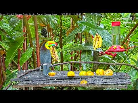 LONGEST EVER Keel-billed Toucan Visit To the Panama Feeders at Canopy Lodge! Nov 3, 2022.