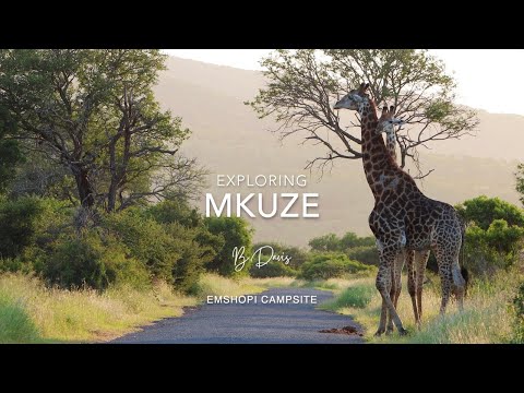 MKUZE MAGIC - birding, game viewing and some important information!
