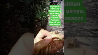 Download lagu petik kembang wijayakusuma mp3