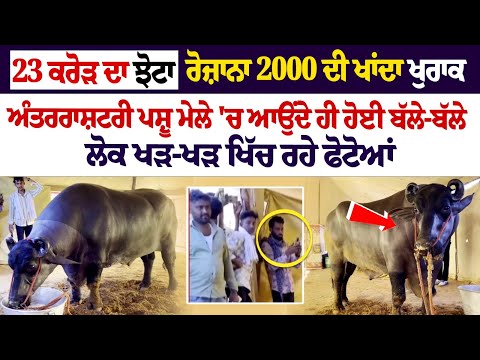 Rajasthan: Buffalo worth 23 crores draw crowds at International Pushkar Fair Ajmer |23 ਕਰੋੜ ਦਾ ਝੋਟਾ
