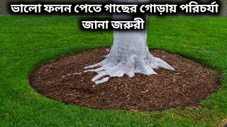 গাছের গোড়ায় সার প্রয়োগ