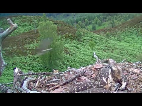 Aila the Loch Arkaig Osprey does a fast flypast then calls for fish 14 Jul 2020