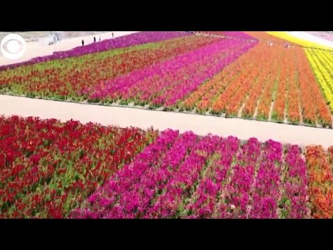 Incredible colors from this year's flower fields in California