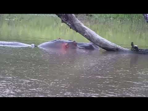 Djuma: Hippo starting to get a bit more active - 17:26 - 02/27/2023