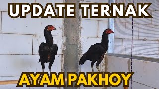 Download lagu UPDATE TERNAK AYAM PAKHOY mp3