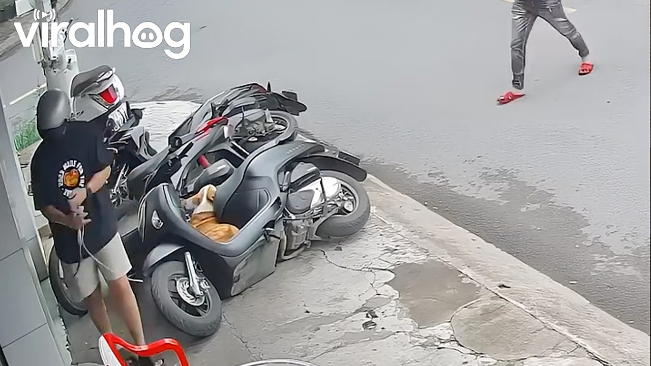 Corgi Topples Motorbikes Like Dominoes || ViralHog
