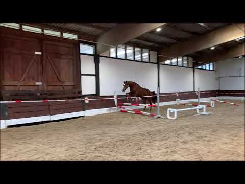 ZIMT 2-jährig v. Zirocco Blue - Landlord - Indoctro - Nimmerdoor VB 10.000 Euro