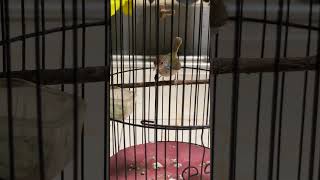 Download lagu What's the news about the Moss Wren that can attract #birds #birdmania #qinarabanyuwangi mp3