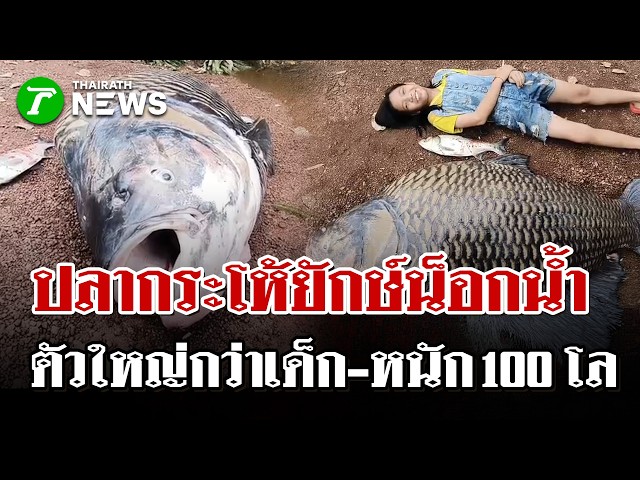 ตะลึงเจอ กระโห้ยักษ์ 100 กก. น็อกน้ำเกยตื้น เซ่นปมน้ำท่วมเน่าปราจีนฯ | 11 ต.ค. 69 | ไทยรัฐนิวส์โชว์