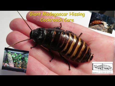 Šváb madagaskarský (Gromphadorhina portentosa) — terárium, kŕmenie a správanie