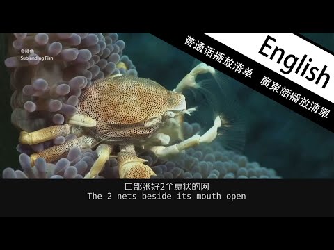 Marine Aquarium EP19 Shrimps, crabs, sea anemones for small reef tank...