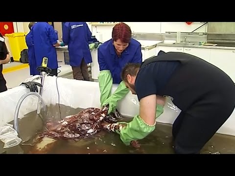 Scientists in New Zealand Defrost and Examine a Colossal Squid, Hit Milestone