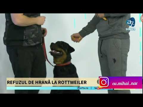 , title : 'Prezentare rasa "Rottweiler" | by Mihai Nae @ A7 TV'