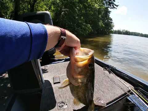 Badin Lake, NC.  5.5 pound bass @ 21" long.
