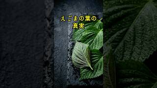 えごまの葉、実は食べ方で栄養が変わります！#健康 #健康習慣 #栄養 #食材 #ヘルシー #健康情報