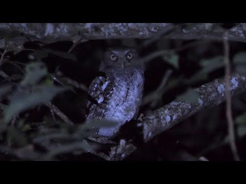 Middle American Screech-Owl — Heloderma Reserve, Guatemala