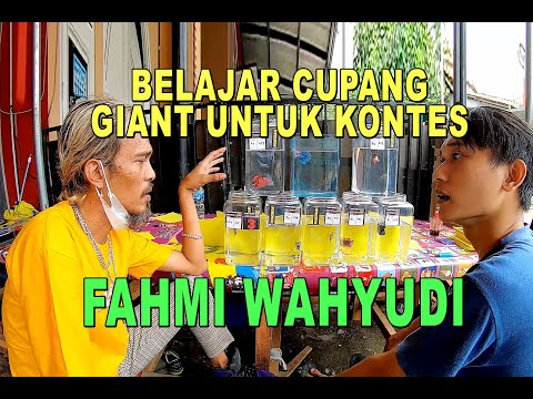 BELAJAR IKAN CUPANG GIANT UNTUK KONTES BARENG FAHMI WAHYUDI OWNER @giant_bettafish
