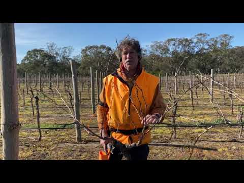 How to cane prune a grapevine with Adrian Munari
