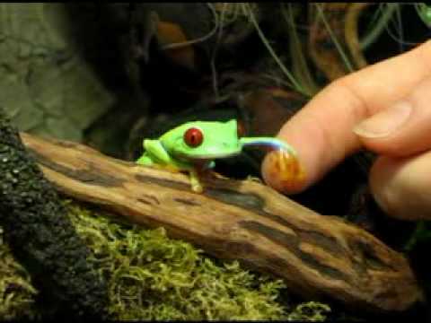 download lagu mp3 mp4 Agalychnis Callidryas, download lagu Agalychnis Callidryas gratis, unduh video klip Agalychnis Callidryas