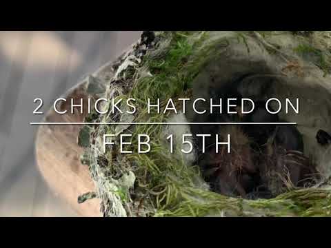 Live Hummingbird Stream Intro