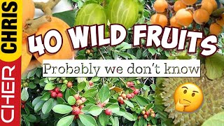 40 WILD FRUITS Probably we don't know