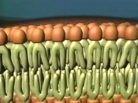 Fluid Mosaic Model of the Cell Membrane