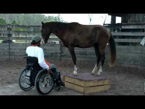 Don't let a wheel-chair stop you: Curtis trains Florida Cracker horse
