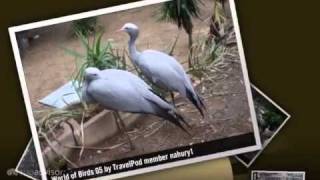 preview picture of video 'World of Birds - Cape Town, Western Cape, South Africa'