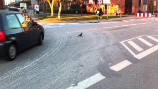 Dancing pigeon killed by police at Nørrebro, Copenhagen.