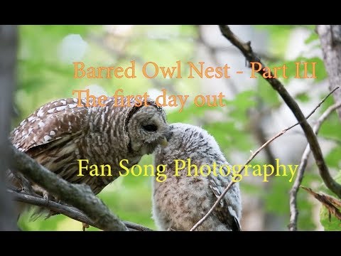 2017.3 The barred owl nest - First day out!