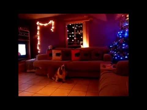 Basset Hound :How to scratch the back by Dania