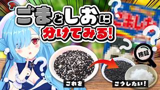 〖 カメラあり仕分け 〗祝日なのでごましお、「ごま」と「しお」に分けてみよう💡┊どっとライブ #ヤマトイオリ