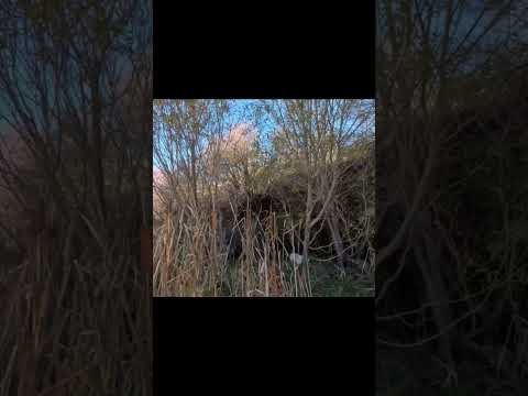 قنص double جاج ارض #woodcock #hunting