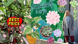 Your Next Plant Destination: Pink Princess on the Cheap and Chic List!