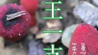 #我的乡村生活 #大自然的馈赠 #植物科普 外型长得像蘑菇，但你一定不知道它居然是植物，可以开花结种子的，被称神农四宝之一的，文王一支笔，大家一定要认识
