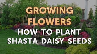 How to Plant Shasta Daisy Seeds