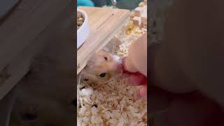 日常Vlog#vlog #手元動画 #asmr