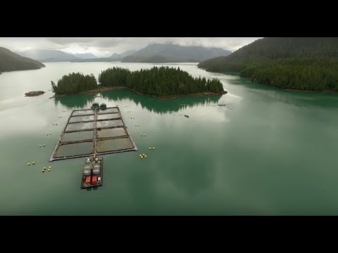 Clayoquot Sound: Behind the Bloom