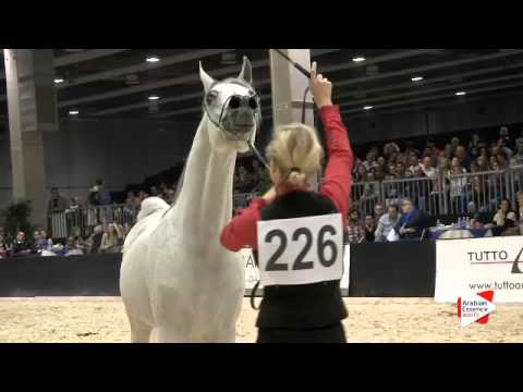 N 226 MARJAN ALBIDAYER   Verona 2015   Stallions 7 to 9 years old Class 11