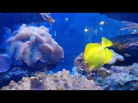 🎵 Chillout/Chillstep Music for Focus