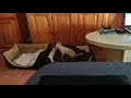 Chihuahua Crying Alarm System