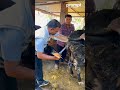 Artificial Insemination Cattle