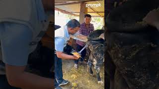 Download lagu artificial insemination:#cattle mp3 Download lagu artificial insemination:#cattle mp3