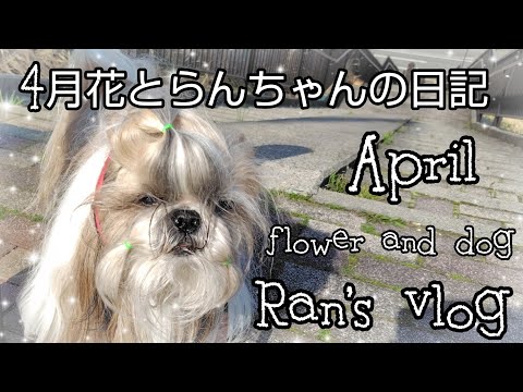 桜 れなRena channel